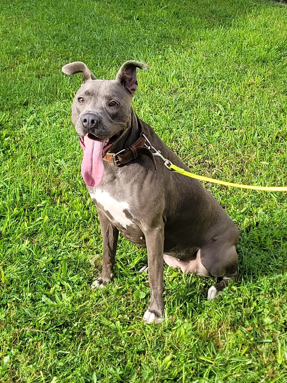 Mia, female 5yo Mixed Breed for adoption at Stiftung Tierheim Nesslau, Nesslau