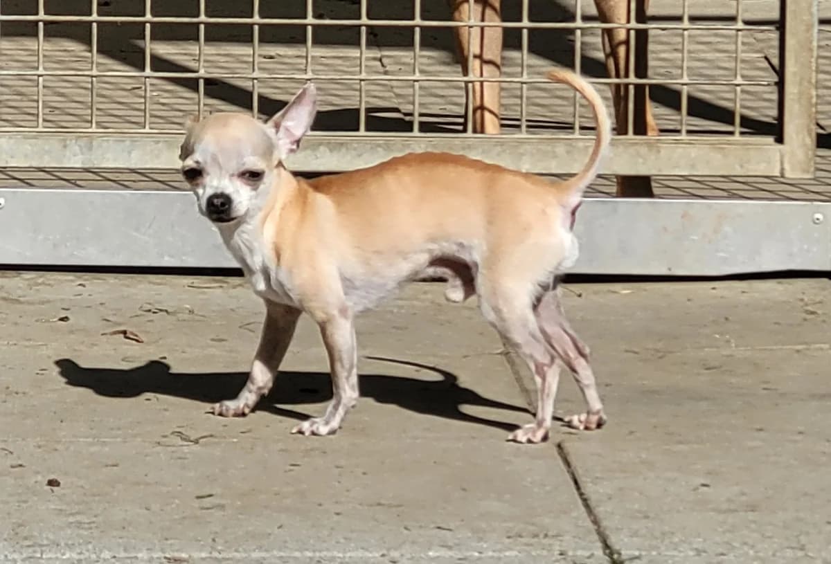 Tavi, male 5yo Mixed Breed for adoption at Stiftung Tierheim Nesslau, Nesslau