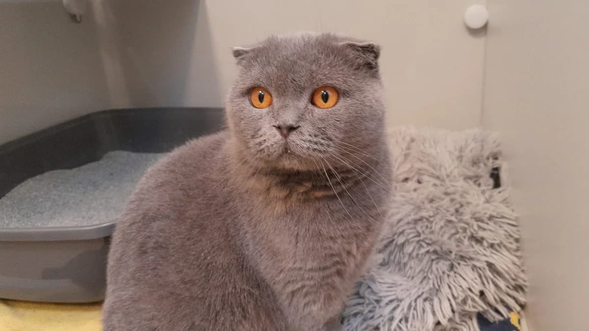Paluna, female 5yo Mixed Breed for adoption at Stiftung Tierheim Nesslau, Nesslau