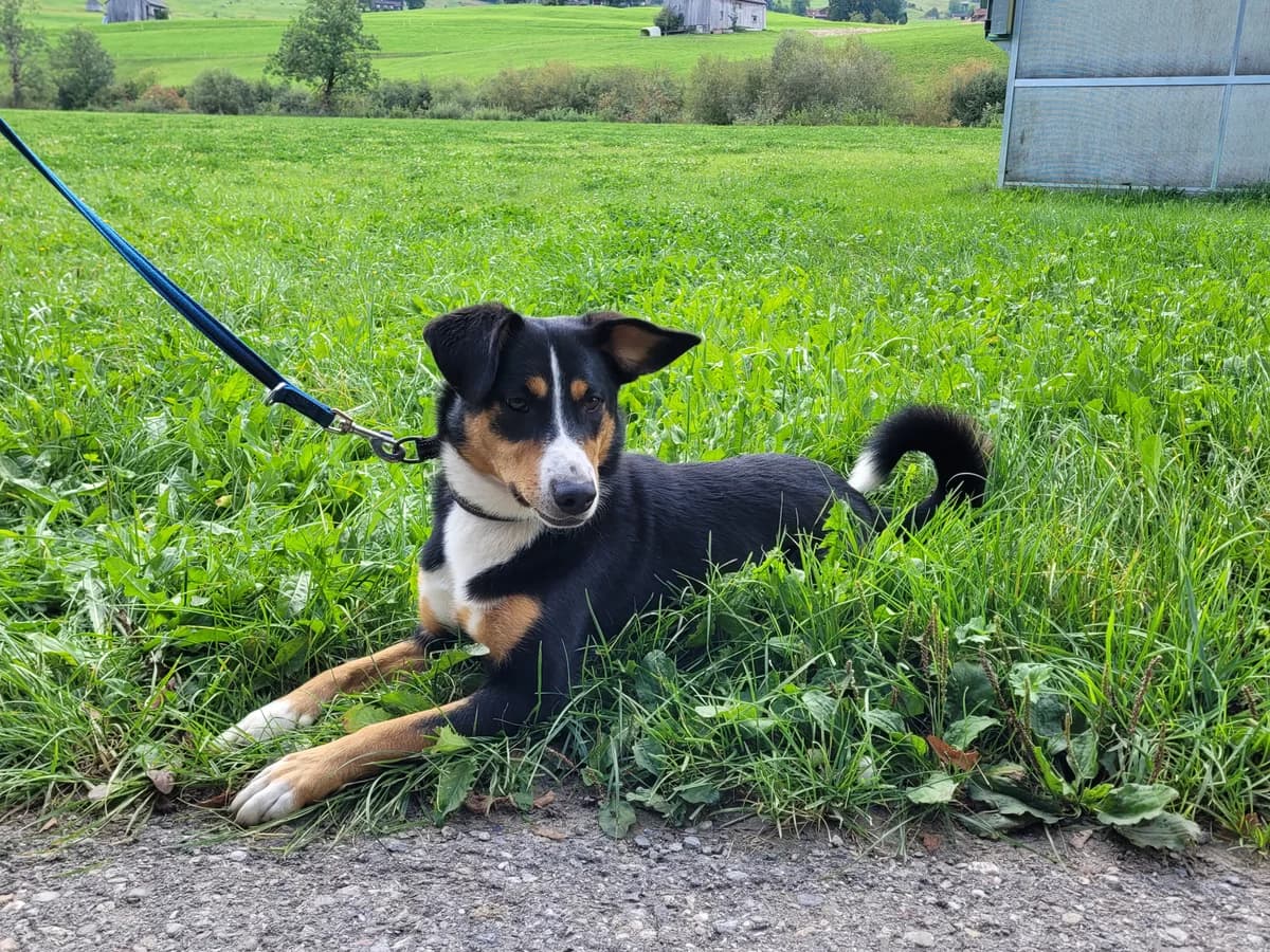 Dara, puppy Mixed Breed for adoption at Stiftung Tierheim Nesslau, Nesslau