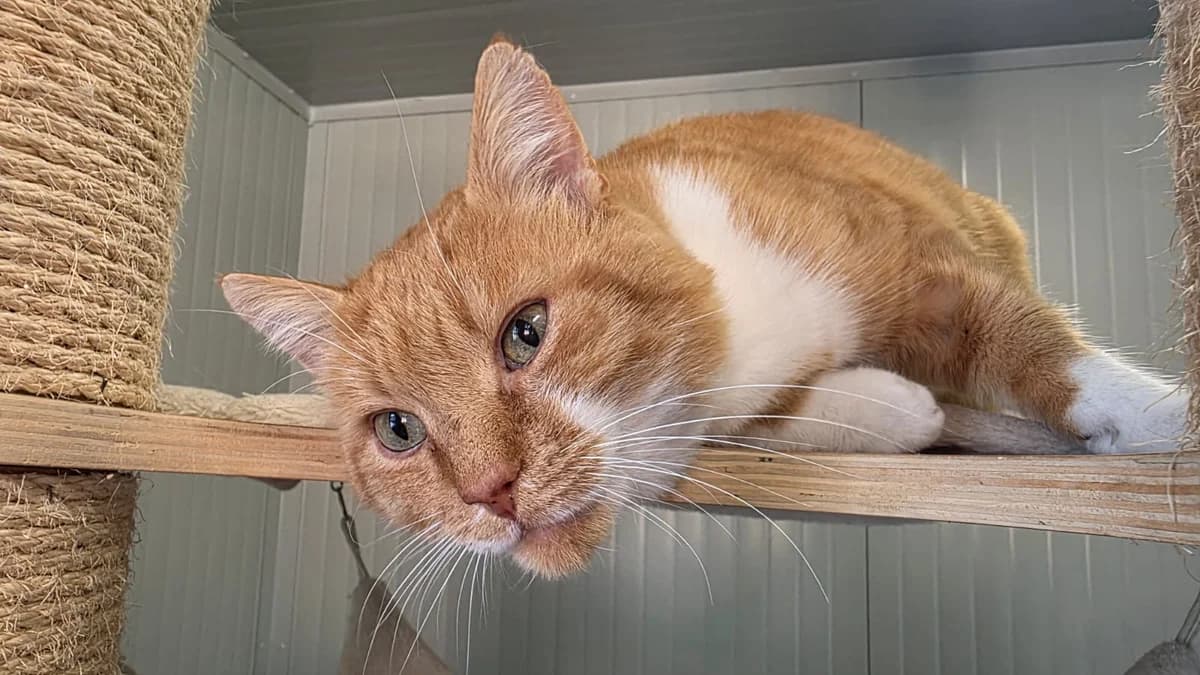 Thommy, male 5yo Mixed Breed for adoption at Stiftung Tierheim Nesslau, Nesslau