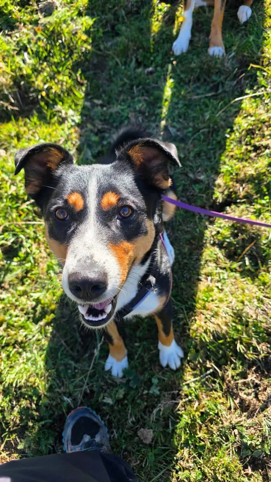 Doddy, female young Mixed Breed for adoption at Stiftung Tierheim Nesslau, Nesslau