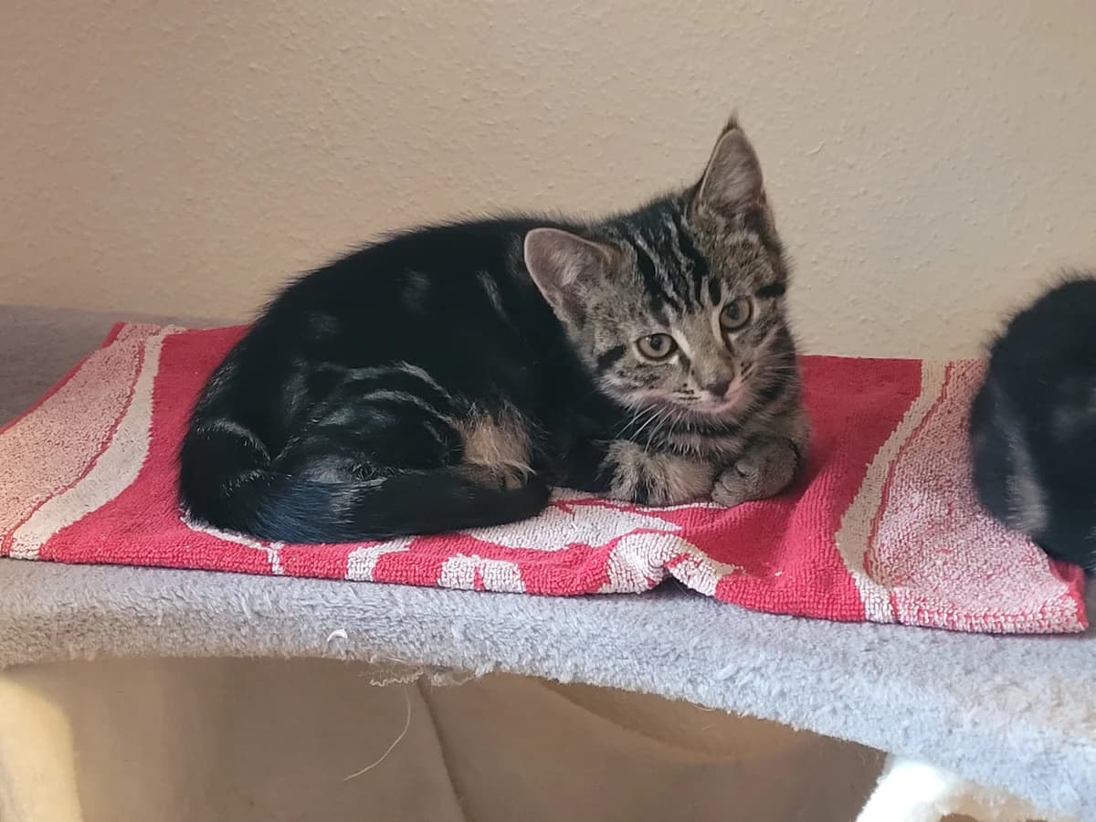 5 Kitten, tricolor male puppy Mixed Breed for adoption at Stiftung Tierheim Nesslau, Nesslau