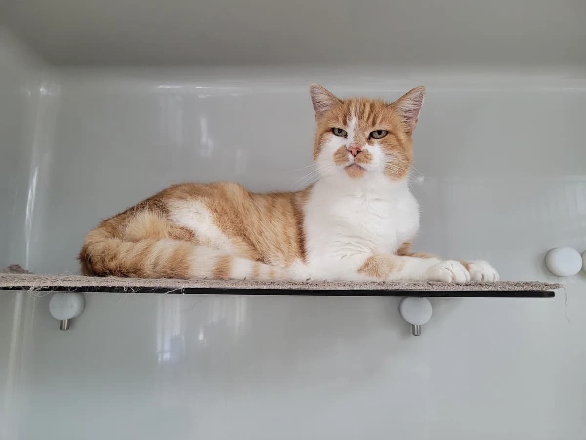 Twix, female 5yo Mixed Breed for adoption at Stiftung Tierheim Nesslau, Nesslau