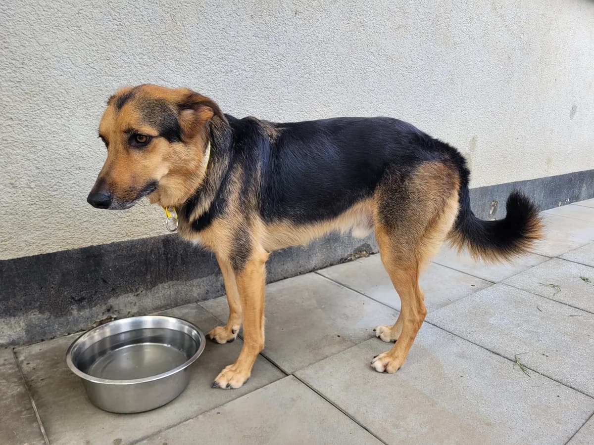 Wasabi, male 5yo Mixed Breed for adoption at Stiftung Tierheim Nesslau, Nesslau