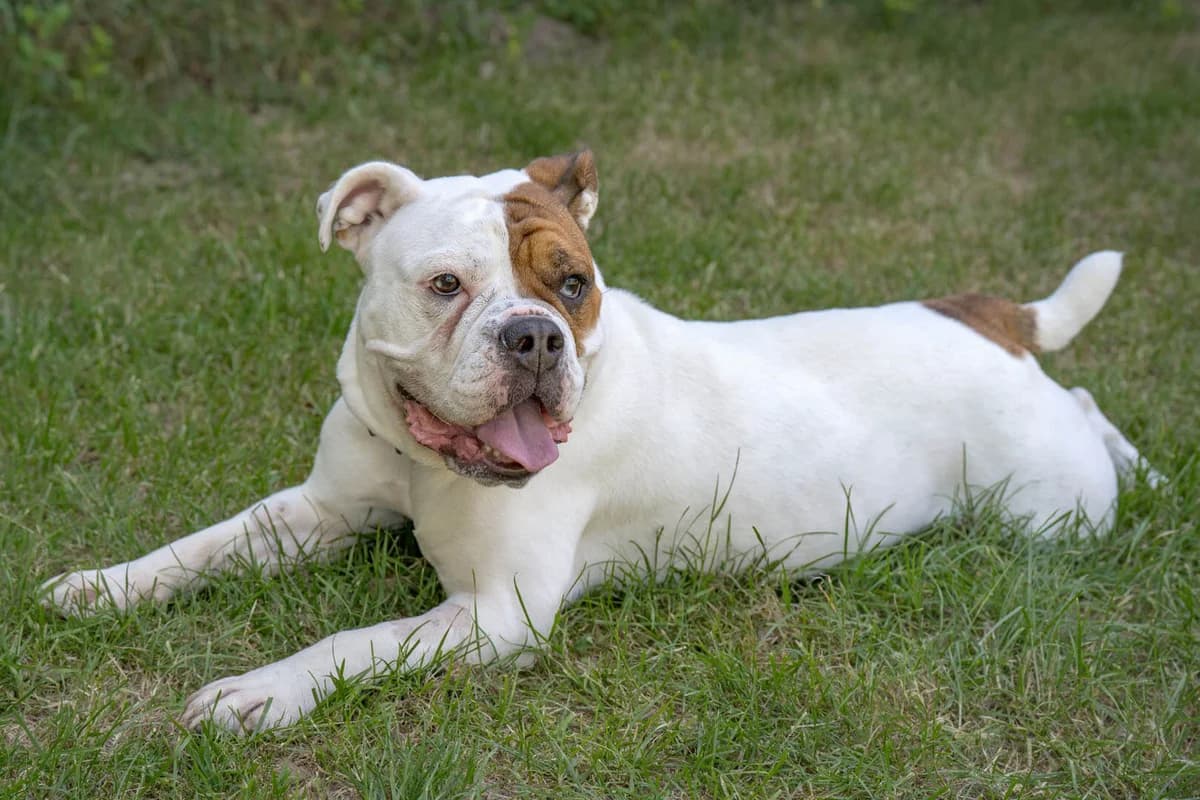 Wanja, weiss/braun female 3yo English Bulldog for adoption at Tierheim Pfötli und Tierrettung