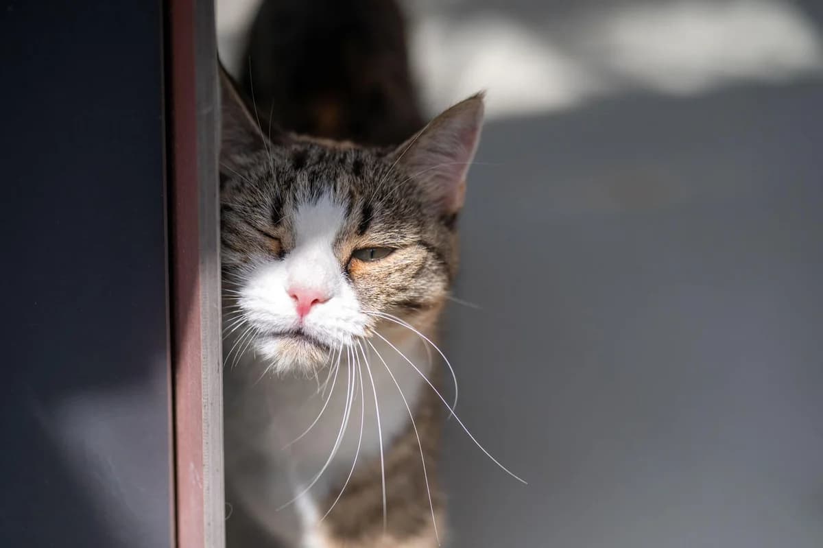Enja, tricolor female 4yo Mixed Breed Cat for adoption at Tierheim Pfötli und Tierrettung