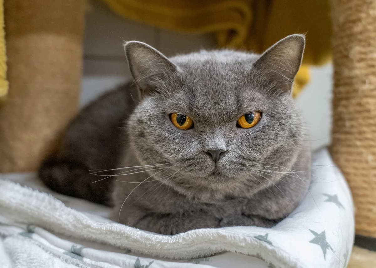 Hanna, grau female 3yo British Shorthair for adoption at Tierheim Pfötli und Tierrettung