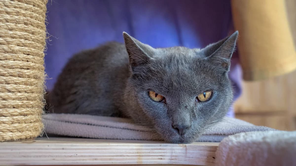 Unsere Katze, Mixed Breed Cat for adoption at Stiftung Tierrettungsdienst – Tierheim Pfötli, Zürich