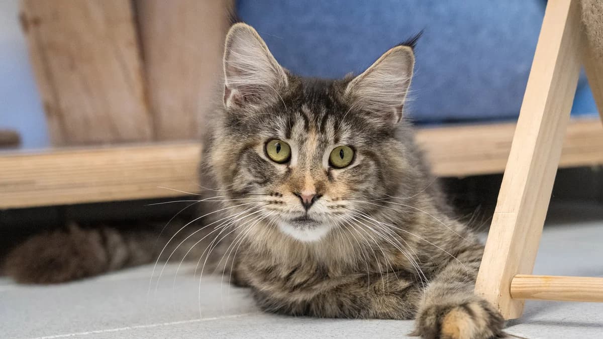 Nami, brauntiger female young Maine Coon for adoption at Tierheim Pfötli und Tierrettung