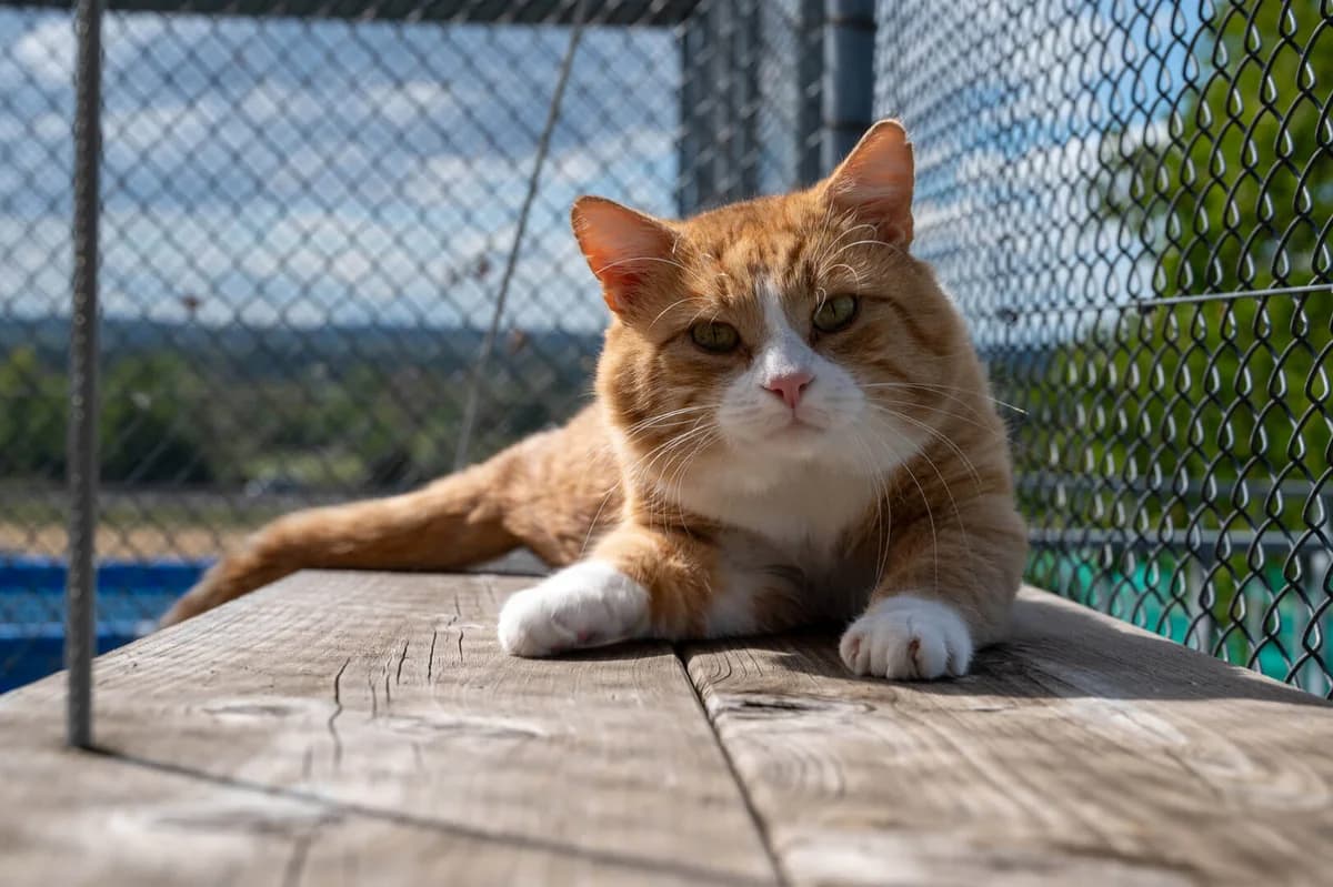 Strolch, orange getigert mit weissen Abzeichen male Mixed Breed Cat for adoption at Tierheim Pfötli und Tierrettung