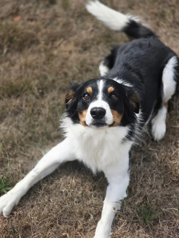 Rio, weiss young Border Collie for adoption at Tierheim Rosel (Tierschutzverein Biel)