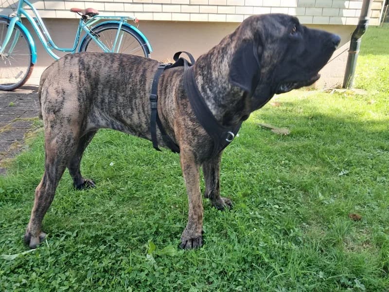 Arja, female senior Mixed Breed for adoption at Tierheim Rosel (Tierschutzverein Biel)
