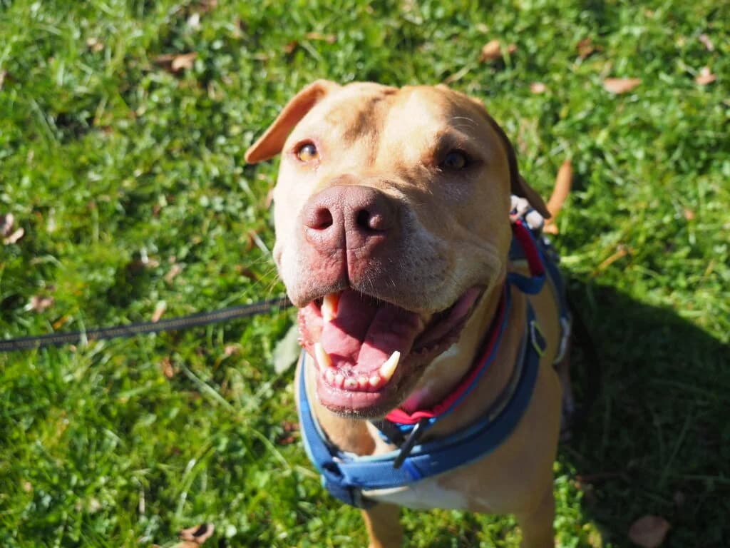 Red, male 6yo Mixed Breed for adoption at Tierheim Rosel (Tierschutzverein Biel)