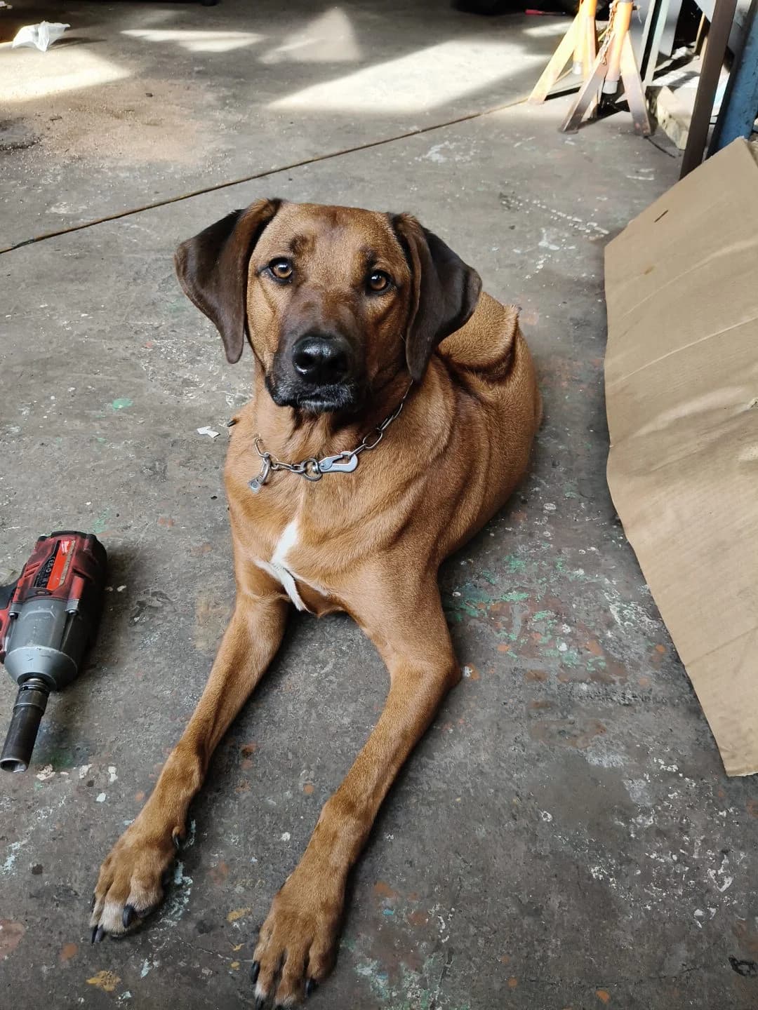 Simba, male 3yo Mixed Breed for adoption at Tierheim Rosel (Tierschutzverein Biel)