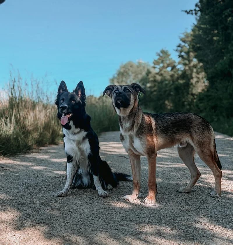 Yuuto, female puppy Mixed Breed for adoption at Tierheim Rosel (Tierschutzverein Biel)