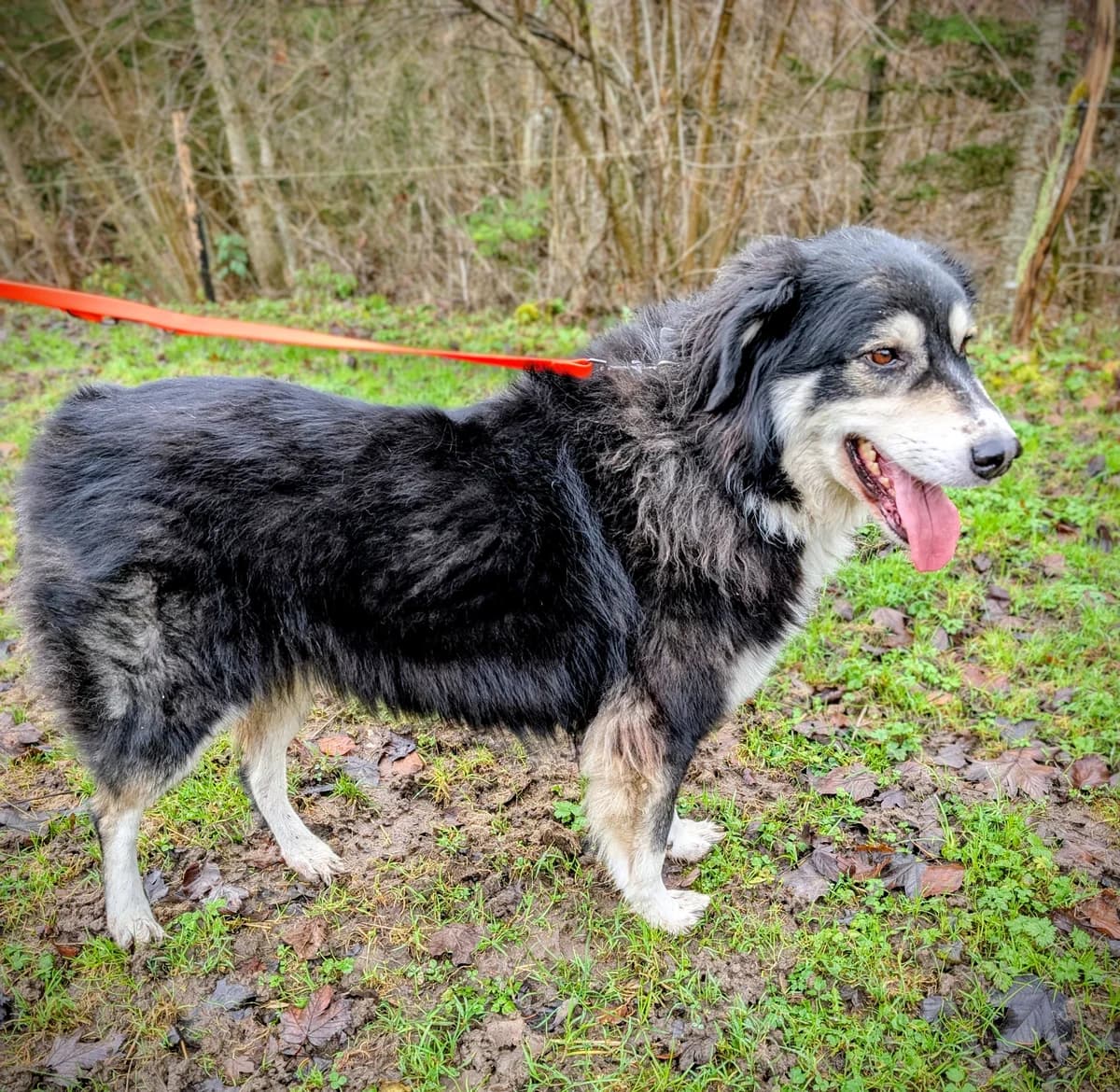 BELLA, female 7yo Mixed Breed for adoption at Tierheim Stolzboden