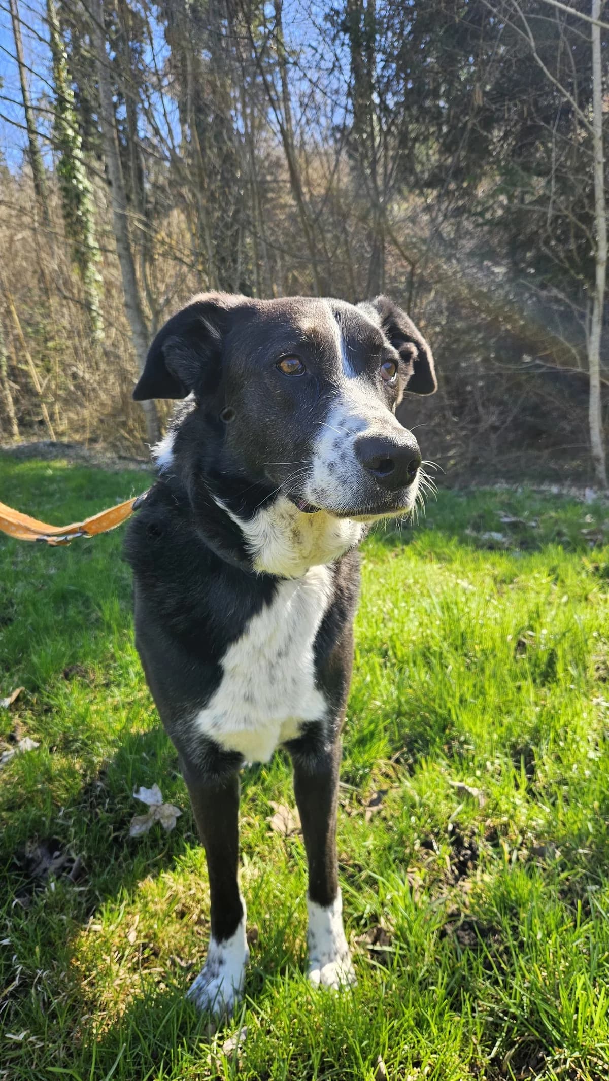 DIEGO, 5yo Mixed Breed for adoption at Tierheim Stolzboden