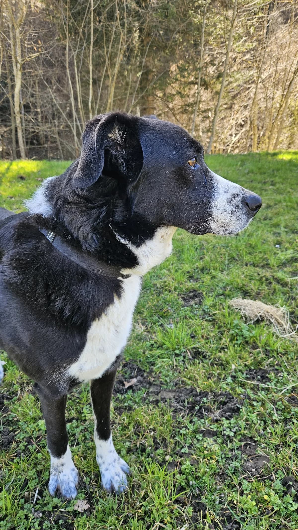 DIEGO, 5yo Mixed Breed for adoption at Tierheim Stolzboden