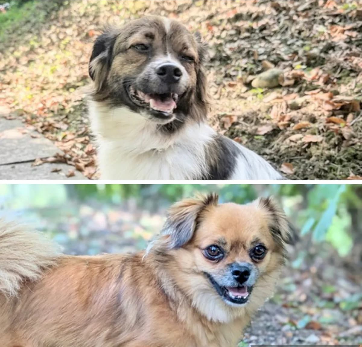 GLENN & GINA, female 3yo Mixed Breed for adoption at Tierheim Stolzboden