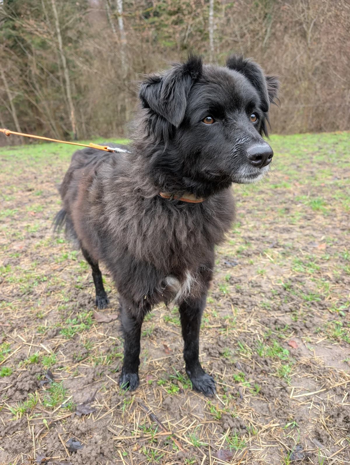 RUGO, male 6yo Mixed Breed for adoption at Tierheim Stolzboden