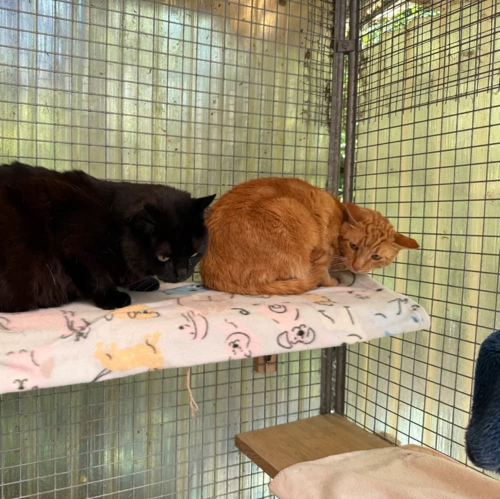 Coppi + Koblet, 5yo Mixed Breed for adoption at Tierheim Surber, Zürich