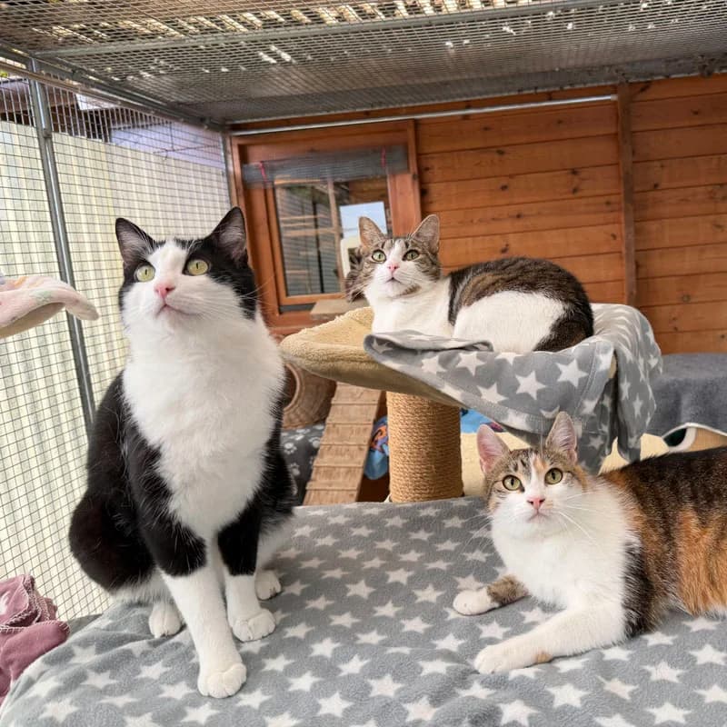 Eliza, Lori +, 6yo Mixed Breed for adoption at Tierheim Surber, Zürich