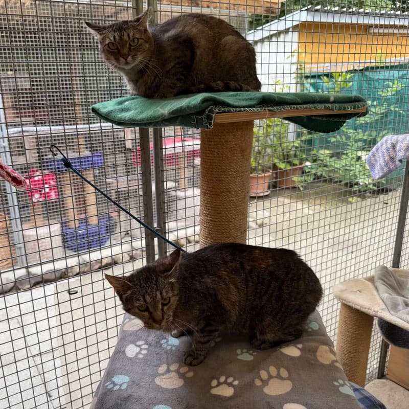 Nemesis + Panna, 3yo Mixed Breed for adoption at Tierheim Surber, Zürich