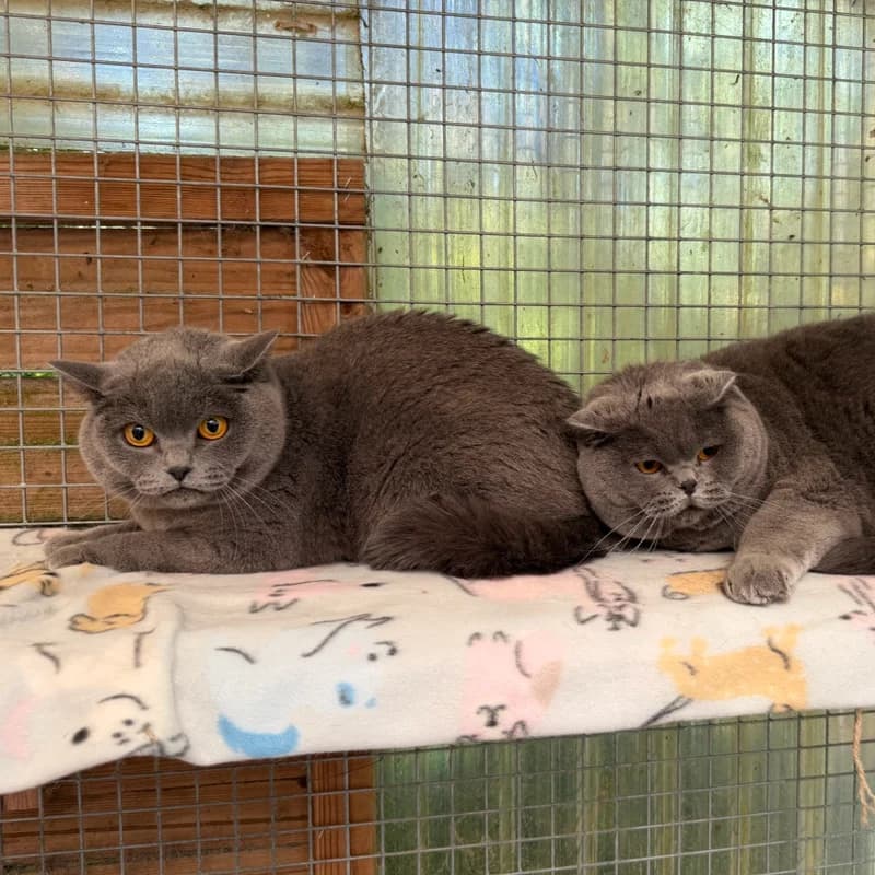 Ruffy + Sanji, 4yo Mixed Breed for adoption at Tierheim Surber, Zürich