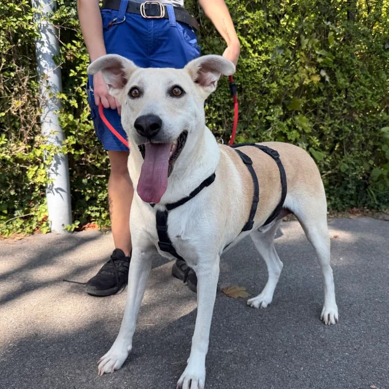 Arany, 5yo Mixed Breed for adoption at Tierheim Surber, Zürich