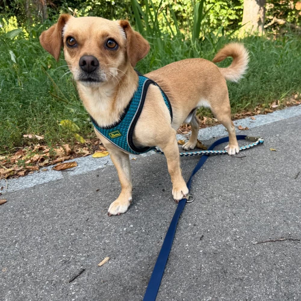 Atis, 3yo Mixed Breed for adoption at Tierheim Surber, Zürich