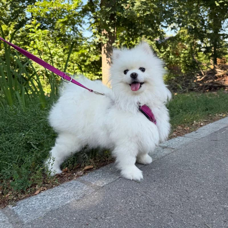 Chanel, 3yo Mixed Breed for adoption at Tierheim Surber, Zürich