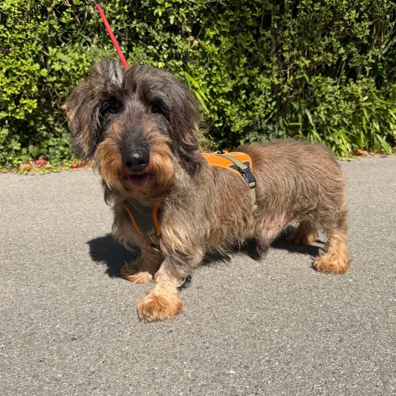 Danny, senior Mixed Breed for adoption at Tierheim Surber, Zürich
