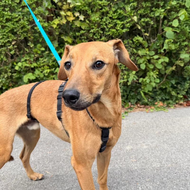 Flummy, young Mixed Breed for adoption at Tierheim Surber, Zürich