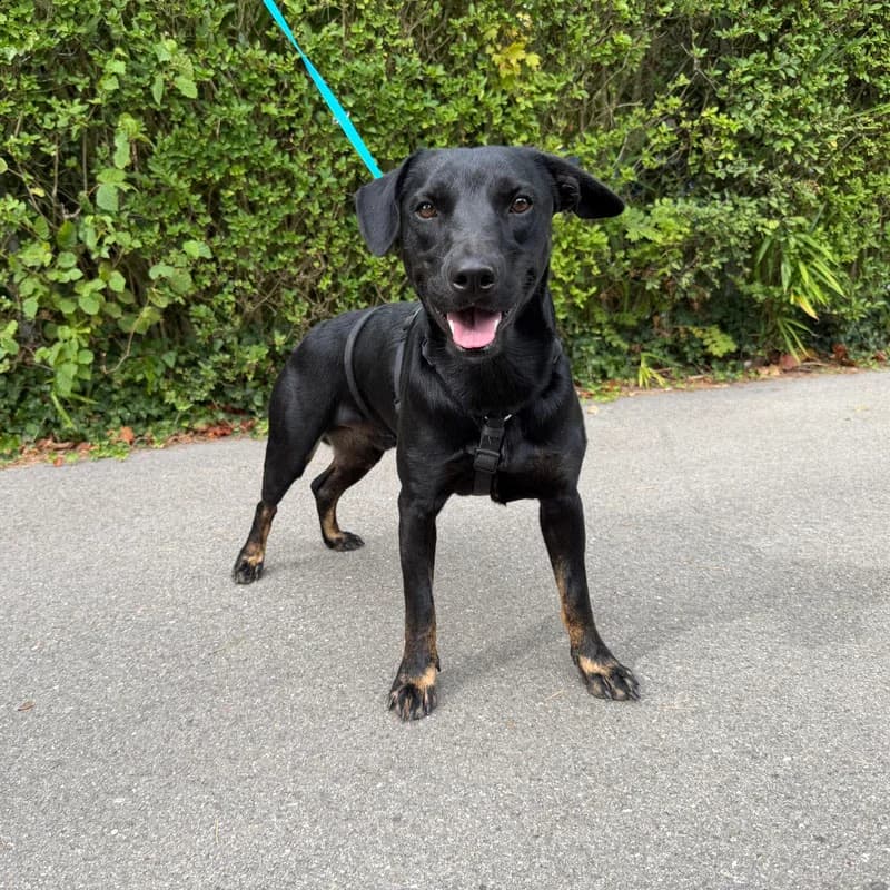 Frederico, young Mixed Breed for adoption at Tierheim Surber, Zürich