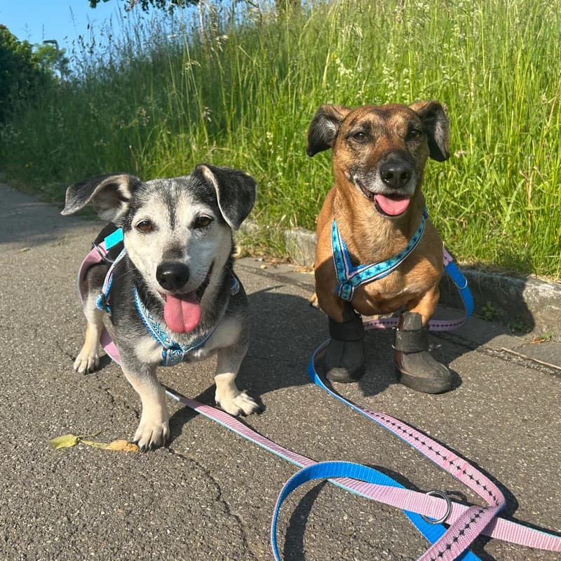 Gömbi + Gomboc, senior Mixed Breed for adoption at Tierheim Surber, Zürich