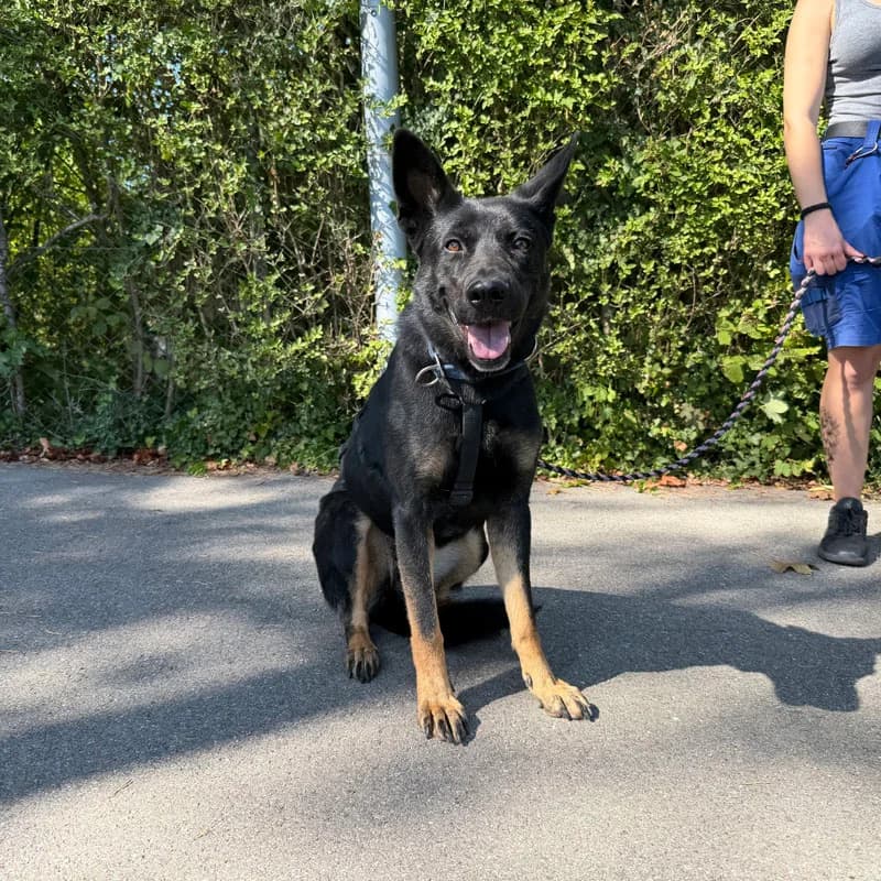 Kira, 7yo Mixed Breed for adoption at Tierheim Surber, Zürich