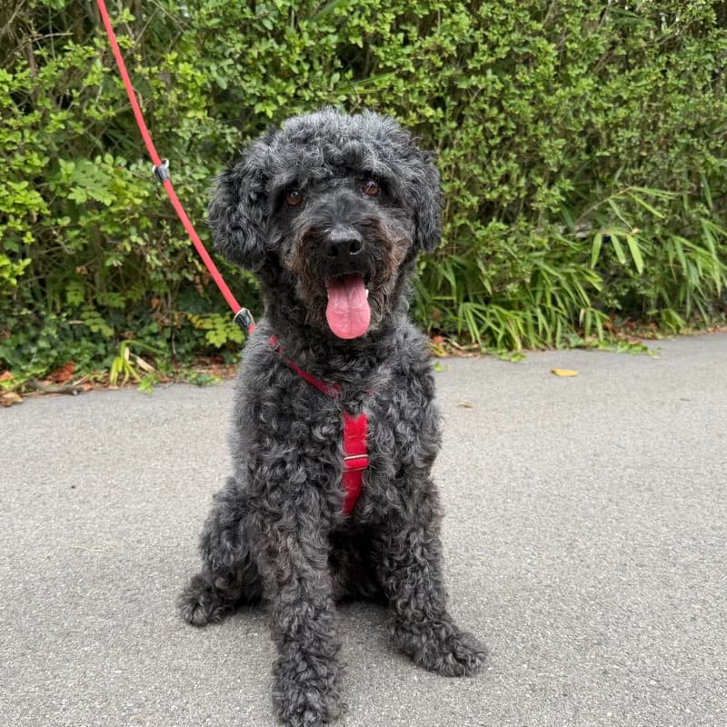 Kormos, senior Mixed Breed for adoption at Tierheim Surber, Zürich