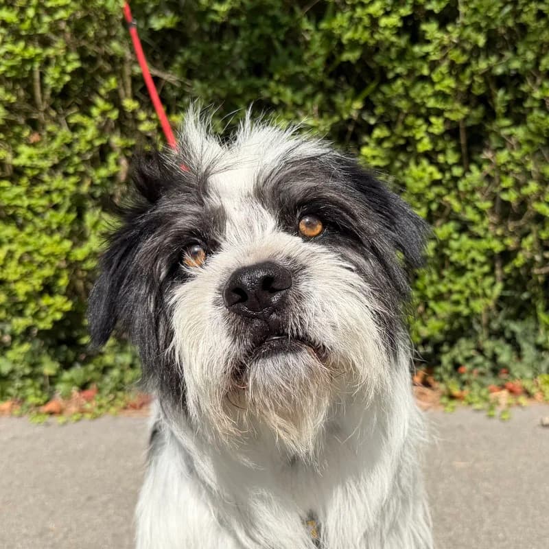 Samu, 7yo Mixed Breed for adoption at Tierheim Surber, Zürich