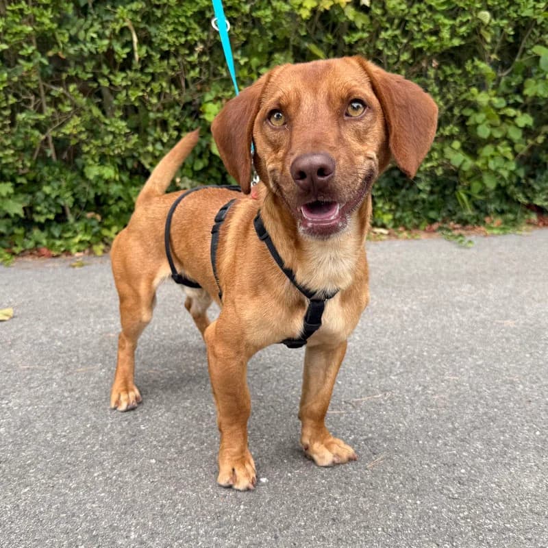 Zajzon, young Mixed Breed for adoption at Tierheim Surber, Zürich