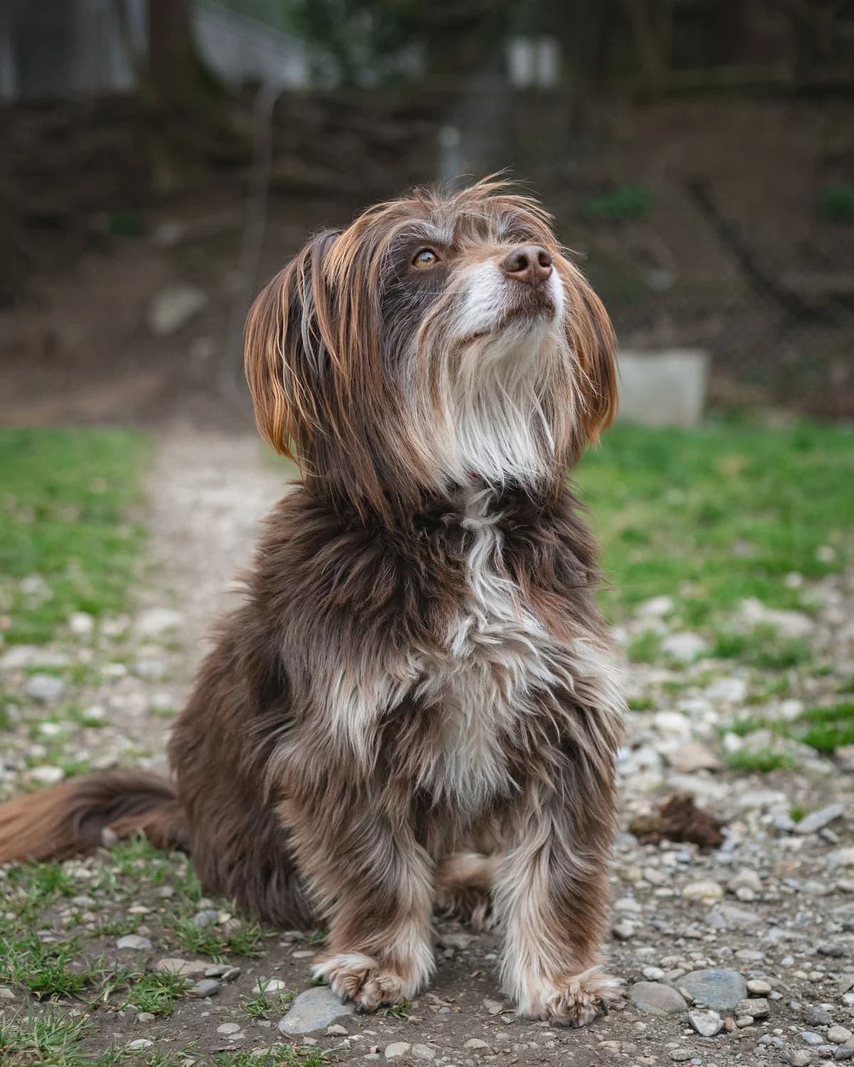Flocky, male 7yo Mixed Breed for adoption at Tierheim Tellen