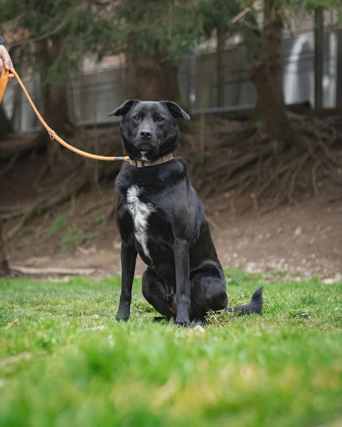 Maloun, male 6yo Mixed Breed for adoption at Tierheim Tellen