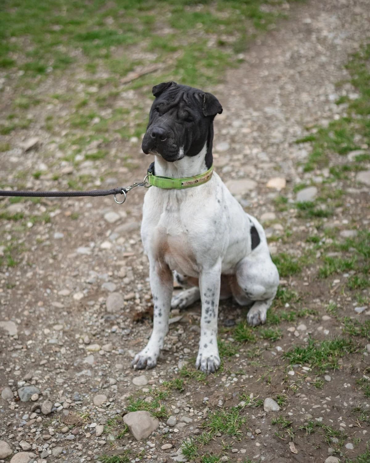 Coco, female young Shar Pei for adoption at Tierheim Tellen