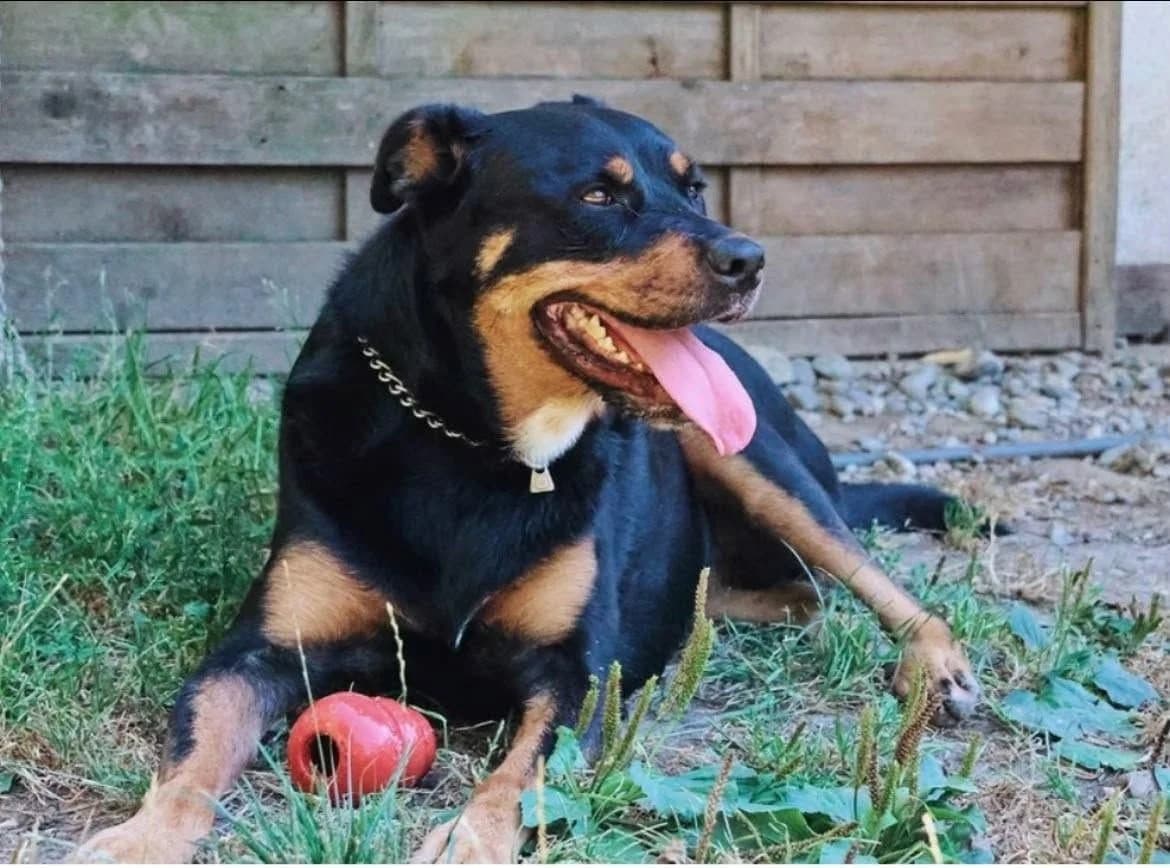 Chanel, female 5yo Presa Canario for adoption at Tierheim Tellen