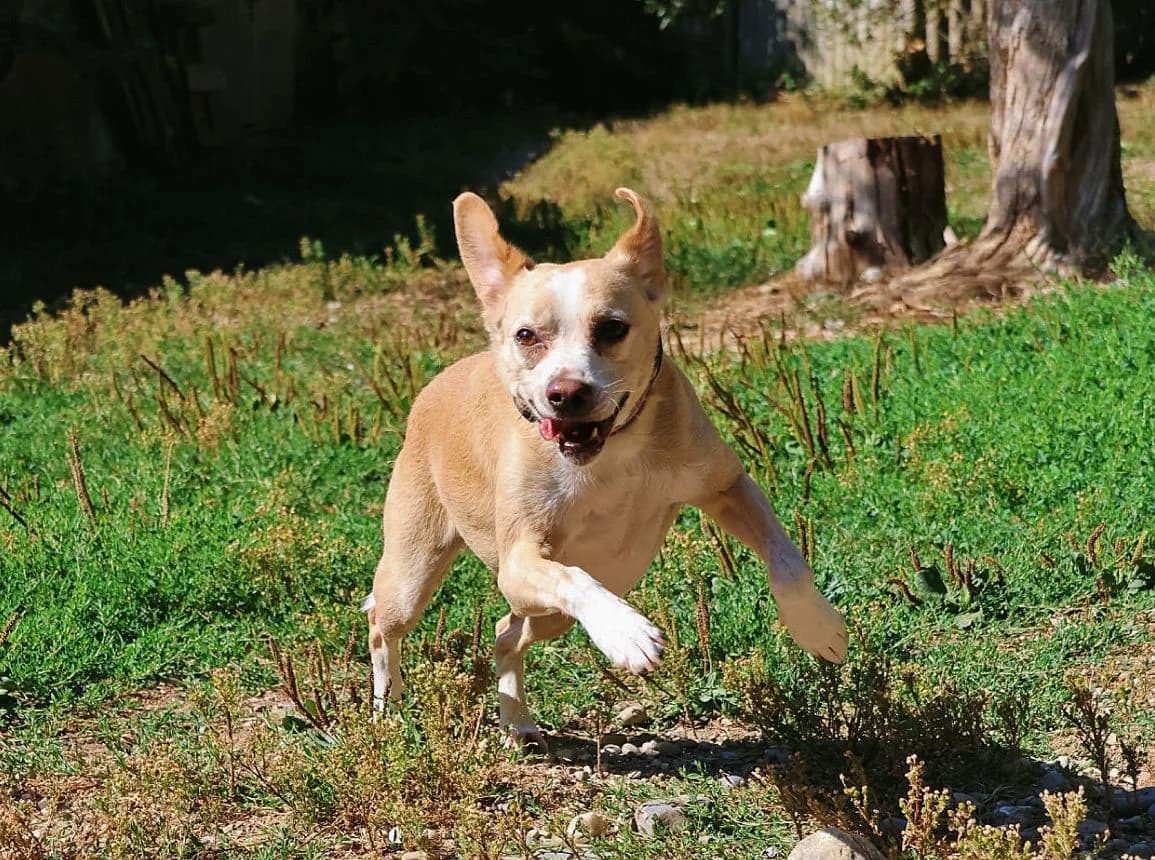 Chase, male 6yo Mixed Breed for adoption at Tierheim Tellen