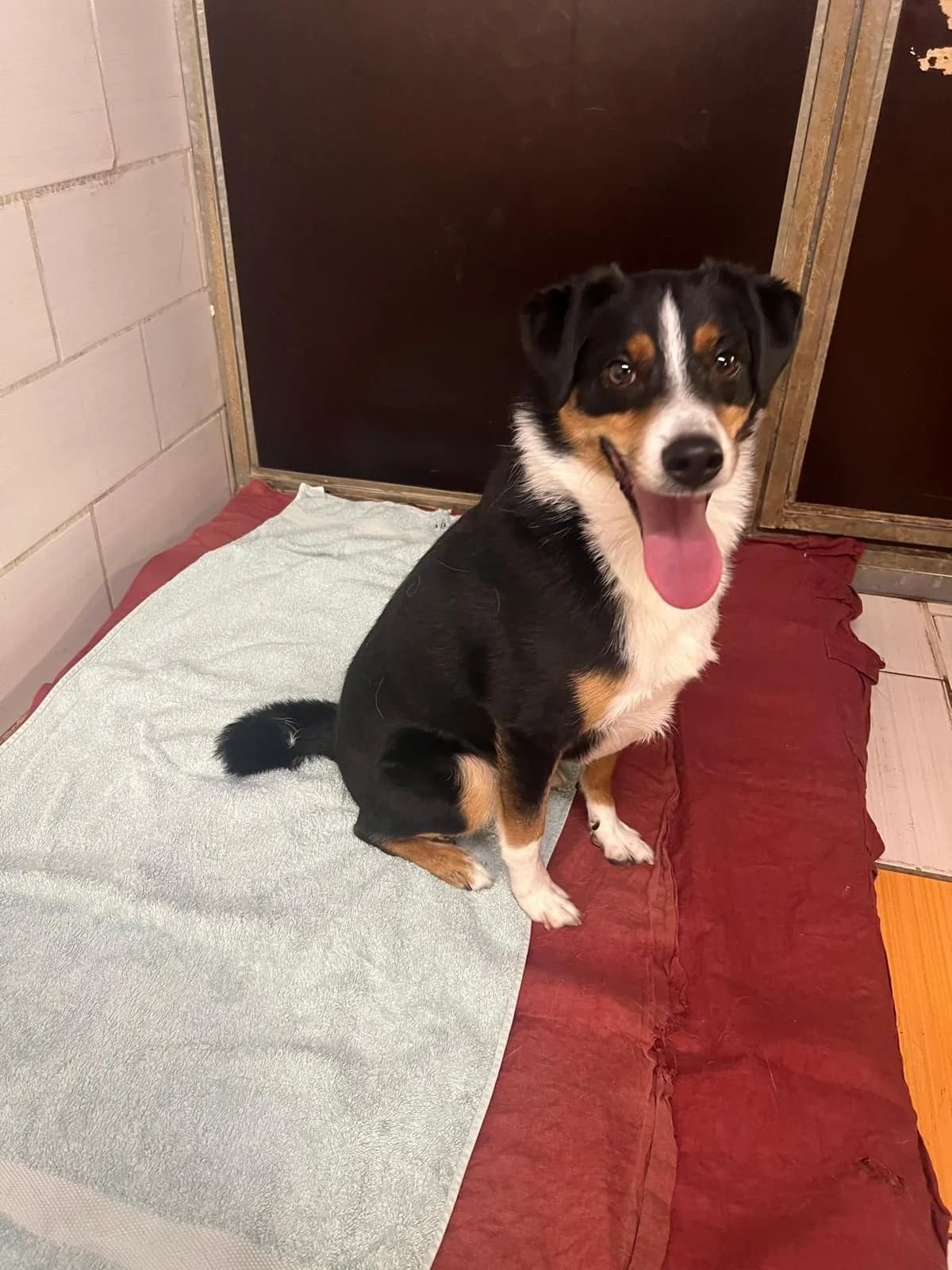 Lucky, male puppy mixed breed for adoption at Tierheim Tellen