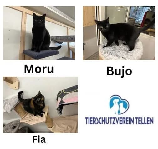 Moru, Bujo und Fia, female 4yo mixed breed for adoption at Tierheim Tellen
