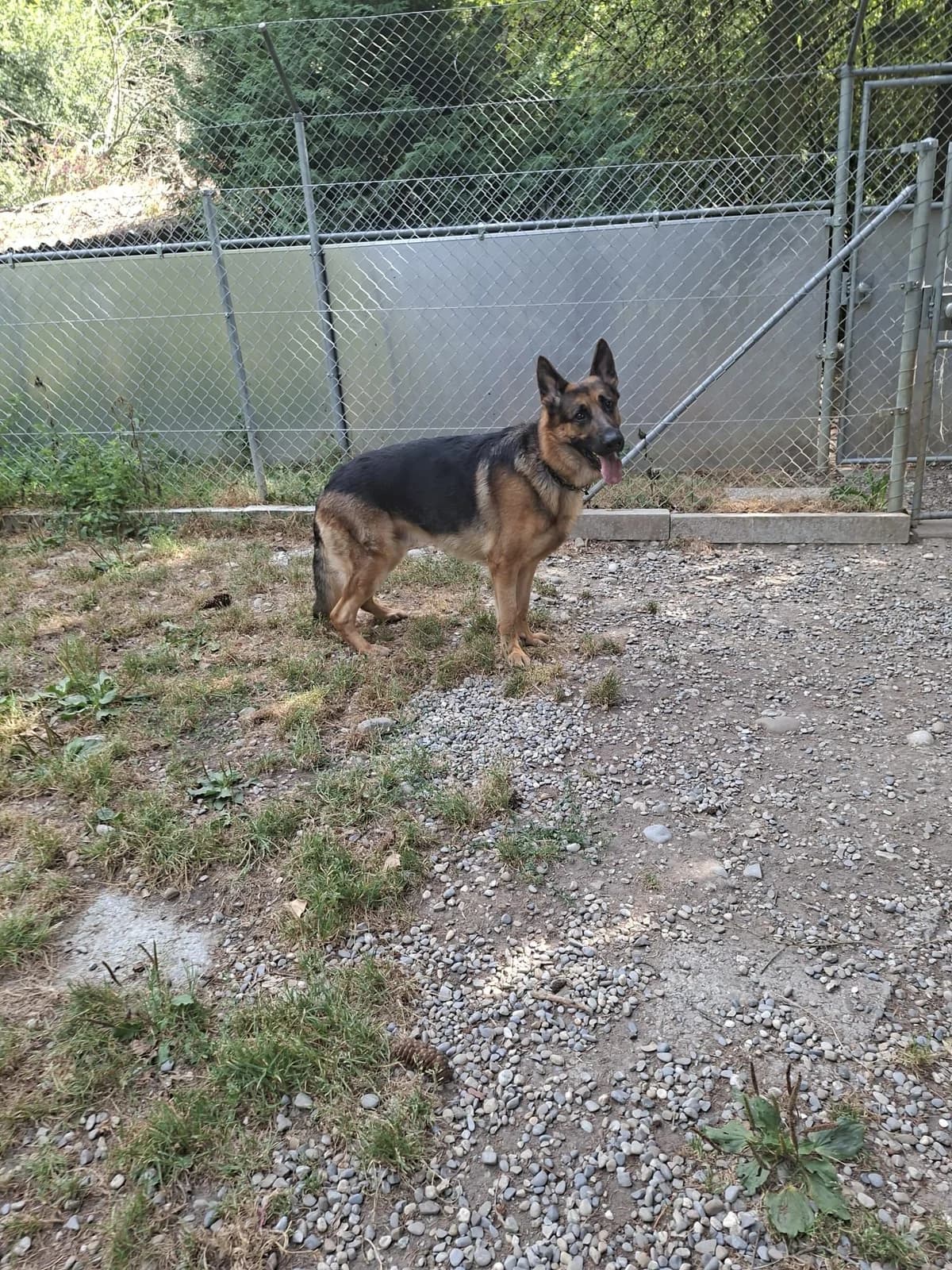Mushu, male puppy Presa Canario for adoption at Tierheim Tellen