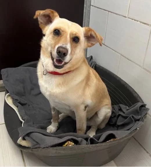 Ceraphina, female Mixed Breed for adoption at Tierheim Tellen