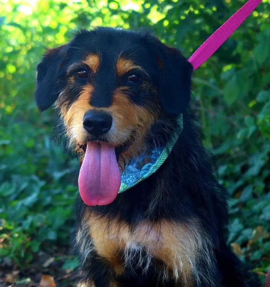 Max, male 5yo Mixed Breed for adoption at Tierheim Tellen